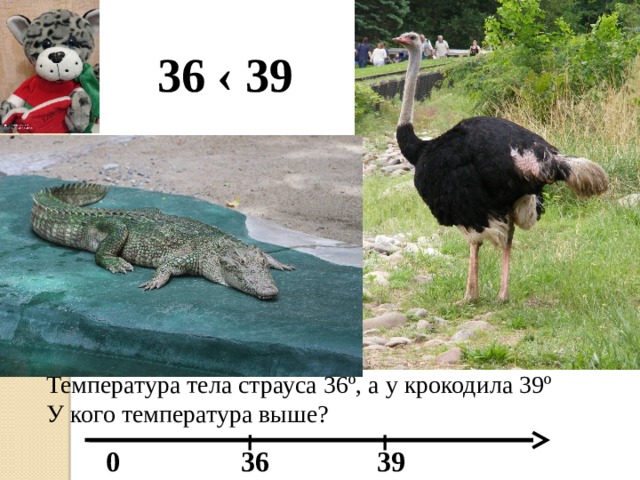 36 ‹ 39 Температура тела страуса 36º, а у крокодила 39º  У кого температура выше?    0 36 39 