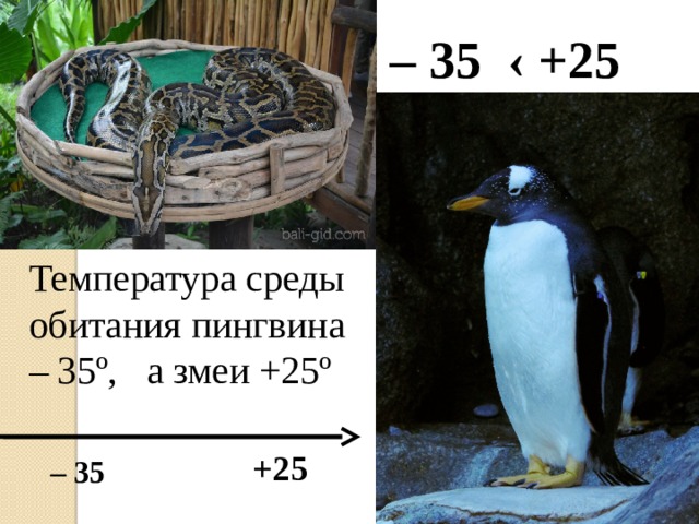 – 35 ‹ +25 Температура среды обитания пингвина – 35º, а змеи +25º +25 – 35 
