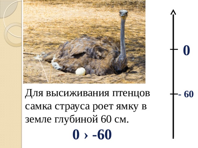  0 - 60 Для высиживания птенцов самка страуса роет ямку в земле глубиной 60 см.  0 › -60 