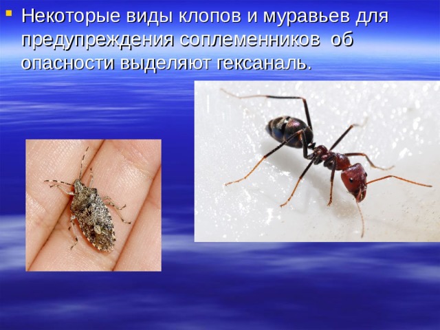 Некоторые виды клопов и муравьев для предупреждения соплеменников об опасности выделяют гексаналь.