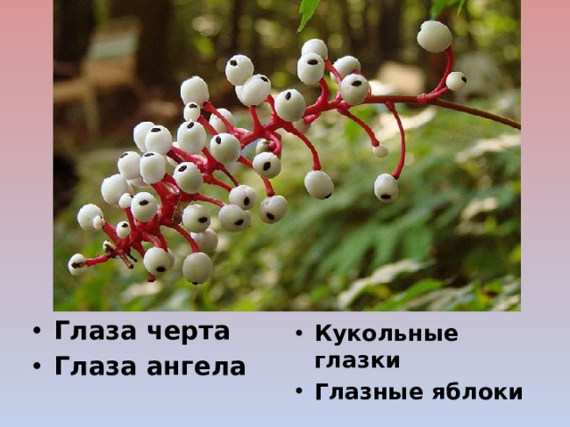 Глаза черта Глаза ангела Кукольные глазки Глазные яблоки 