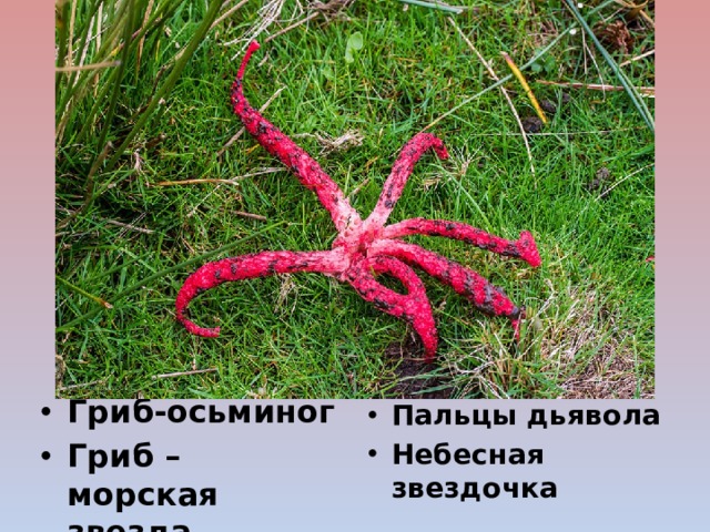 Гриб-осьминог Гриб – морская звезда Пальцы дьявола Небесная звездочка 