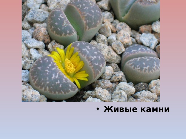 Живые камни 