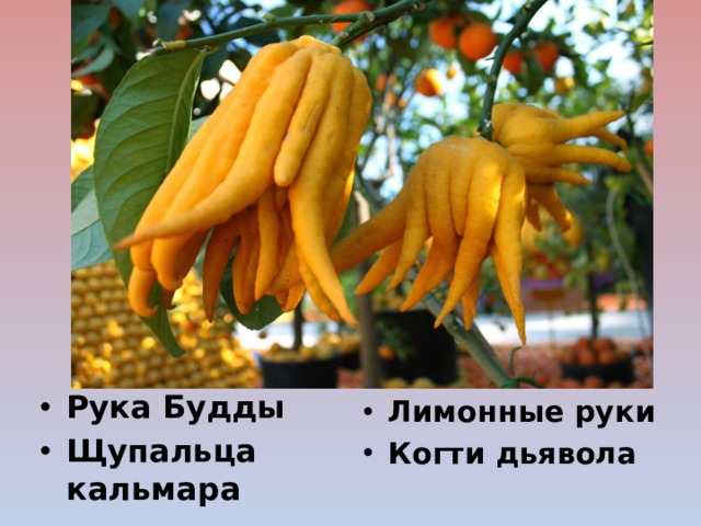 Рука Будды Щупальца кальмара Лимонные руки Когти дьявола 