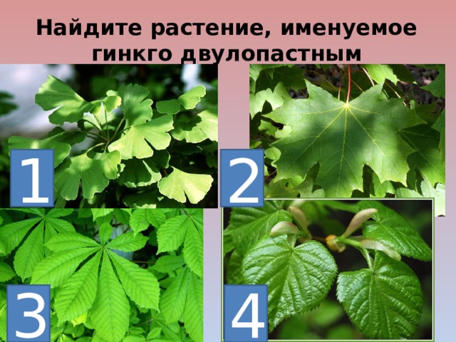 Найдите растение, именуемое гинкго двулопастным 1 2 4 3 