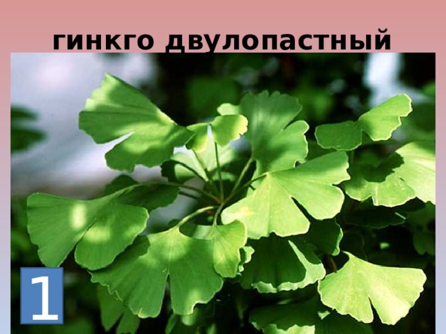 гинкго двулопастный 1 