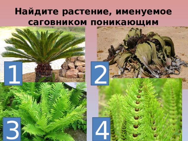 Найдите растение, именуемое саговником поникающим 1 2 4 3 