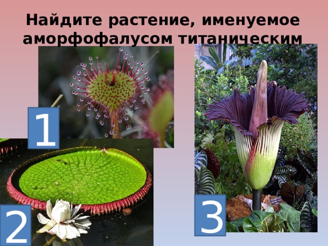 Найдите растение, именуемое аморфофалусом титаническим 1 3 2 