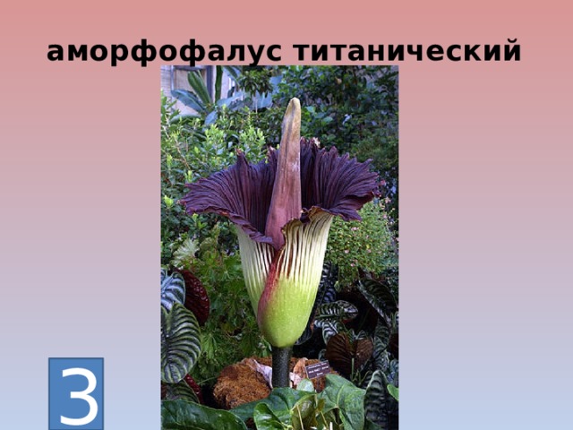 аморфофалус титанический 3 