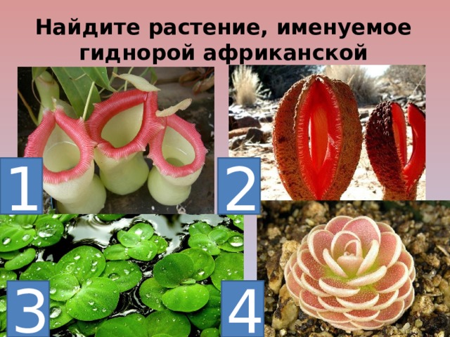 Найдите растение, именуемое гиднорой африканской 1 2 4 3  