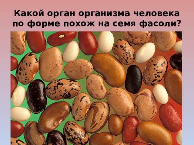Какой орган организма человека по форме похож на семя фасоли? 