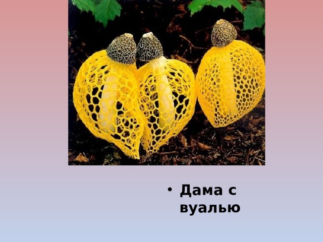 Дама с вуалью 