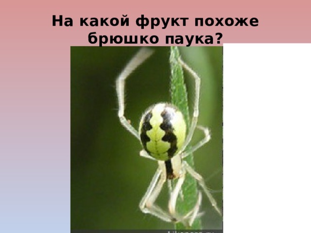 На какой фрукт похоже брюшко паука? 
