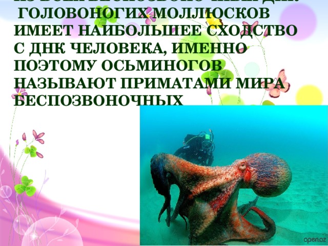 Из всех беспозвоночных ДНК головоногих моллюсков имеет наибольшее сходство с ДНК человека, именно поэтому осьминогов называют приматами мира беспозвоночных
