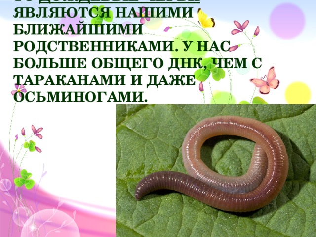 Если дело касается беспозвоночных, то  дождевые черви являются нашими ближайшими родственниками. У нас больше общего ДНК, чем с тараканами и даже осьминогами.