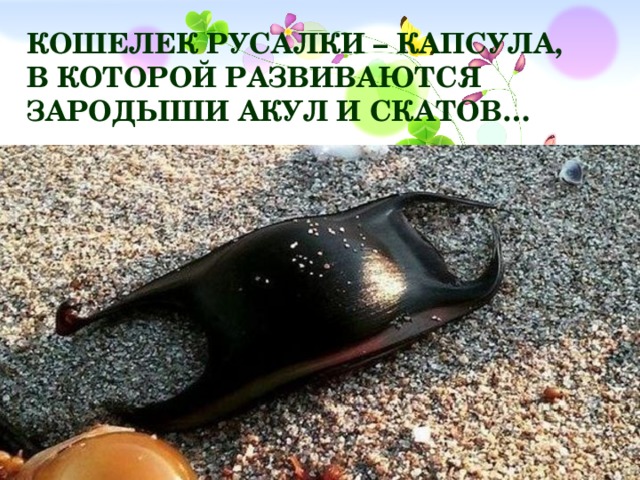 Кошелек русалки – капсула, в которой развиваются зародыши акул и скатов…