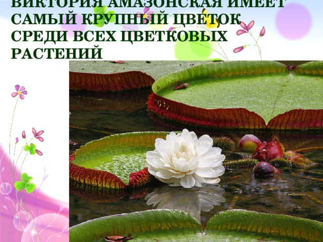 Виктория амазонская имеет самый крупный цветок среди всех цветковых растений