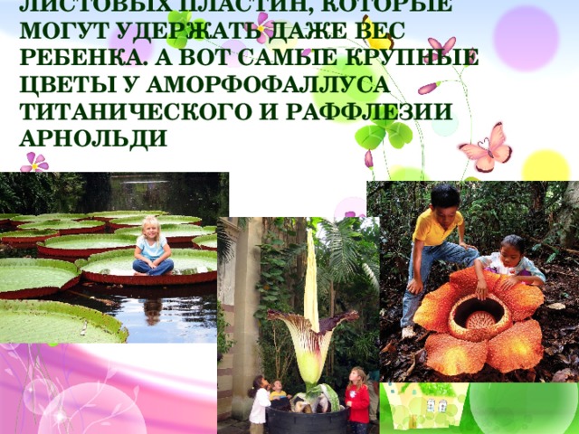 Виктория амазонская – рекордсмен по величине листовых пластин, которые могут удержать даже вес ребенка. А вот самые крупные цветы у Аморфофаллуса Титанического и Раффлезии Арнольди