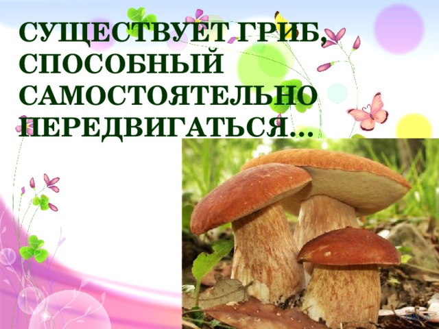 Существует гриб, способный самостоятельно передвигаться…