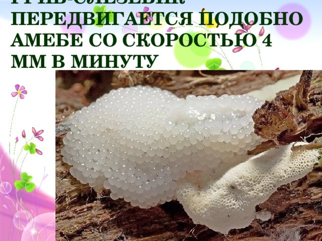 Гриб-слезевик передвигается подобно амебе со скоростью 4 мм в минуту