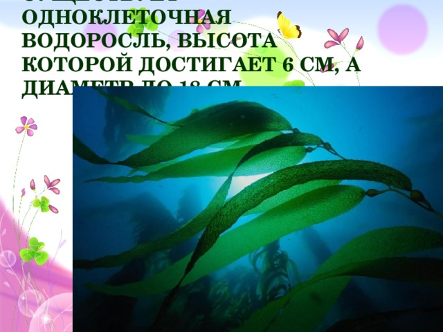 Существует одноклеточная водоросль, высота которой достигает 6 см, а диаметр до 18 см.