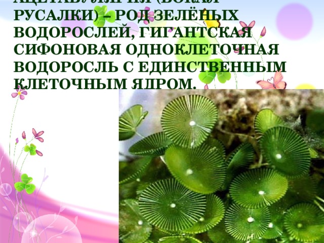 Ацетабулярия (бокал русалки) – род зелёных водорослей, гигантская сифоновая одноклеточная водоросль с единственным клеточным ядром.
