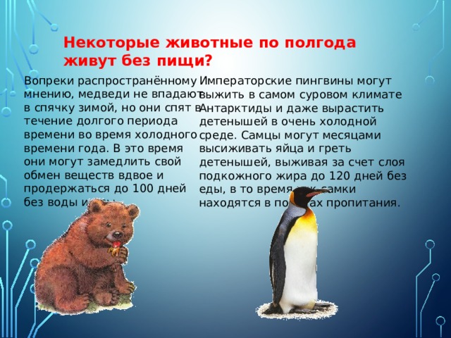 Некоторые животные по полгода живут без пищи?  Вопреки распространённому мнению, медведи не впадают в спячку зимой, но они спят в течение долгого периода времени во время холодного времени года. В это время они могут замедлить свой обмен веществ вдвое и продержаться до 100 дней без воды и еды. Императорские пингвины могут выжить в самом суровом климате Антарктиды и даже вырастить детенышей в очень холодной среде. Самцы могут месяцами высиживать яйца и греть детенышей, выживая за счет слоя подкожного жира до 120 дней без еды, в то время как самки находятся в поисках пропитания. 