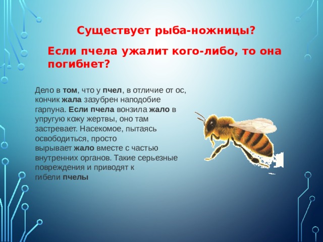 Существует рыба-ножницы? Если пчела ужалит кого-либо, то она погибнет? Дело в  том , что у  пчел , в отличие от ос, кончик  жала  зазубрен наподобие гарпуна.  Если   пчела  вонзила  жало  в упругую кожу жертвы, оно там застревает. Насекомое, пытаясь освободиться, просто вырывает  жало  вместе с частью внутренних органов. Такие серьезные повреждения и приводят к гибели  пчелы 