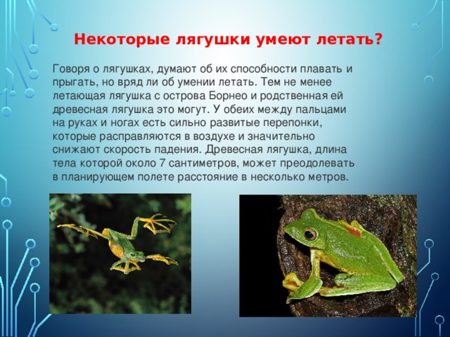Некоторые лягушки умеют летать? Говоря о лягушках, думают об их способности плавать и прыгать, но вряд ли об умении летать. Тем не менее летающая лягушка с острова Борнео и родственная ей древесная лягушка это могут. У обеих между пальцами на руках и ногах есть сильно развитые перепонки, которые расправляются в воздухе и значительно снижают скорость падения. Древесная лягушка, длина тела которой около 7 сантиметров, может преодолевать в планирующем полете расстояние в несколько метров.   