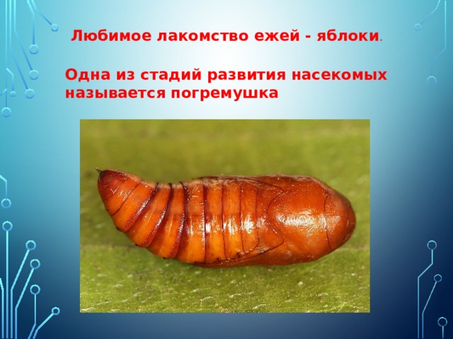 Любимое лакомство ежей - яблоки . Одна из стадий развития насекомых называется погремушка 