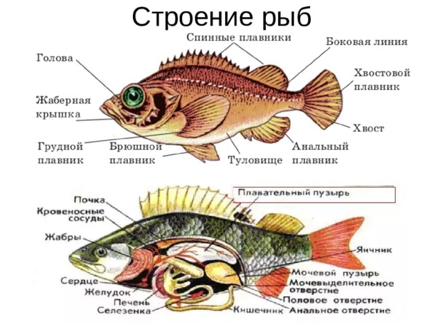 Строение рыб 
