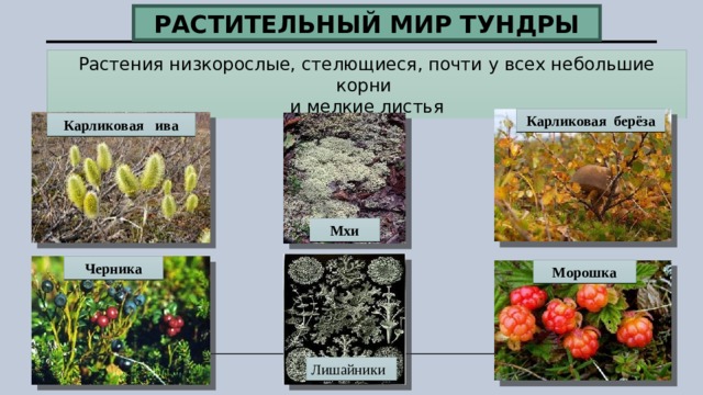 Растительность тундр в основном представлена. Карликовая Ива в лесотундре. Карликовая Ива в тундре. Лишайник ягель карликовая Ива Морошка черника. Растительный мир тундра карликовая Ива.