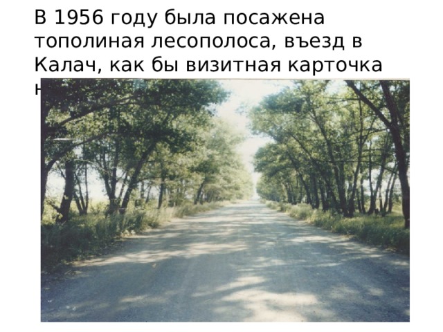 В 1956 году была посажена тополиная лесополоса, въезд в Калач, как бы визитная карточка нашей слободы. 