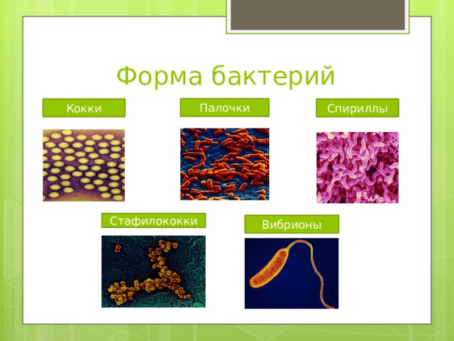 Форма бактерий Палочки Кокки Спириллы Стафилококки Вибрионы 