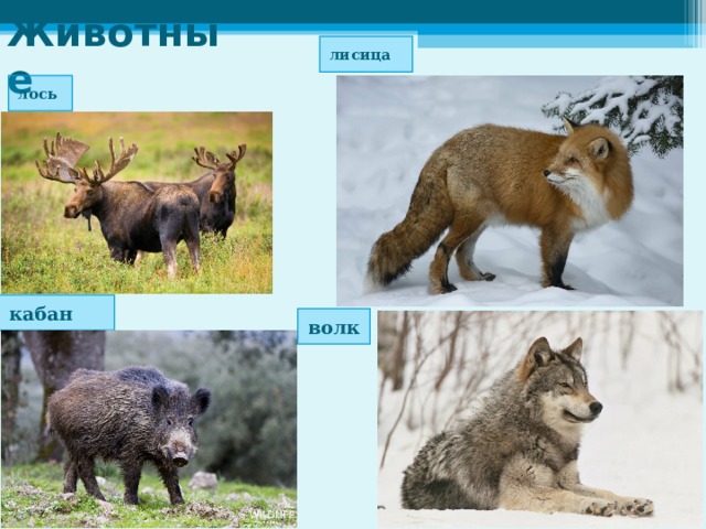 Лось кабан и волк. Лось лисица Кукушка природная зона. Медведь, Лось, кабан, олень, волк, лиса, заяц, белка и еж.