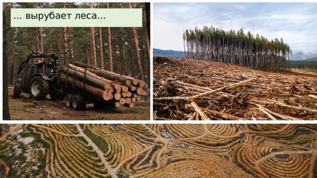 … вырубает леса… 