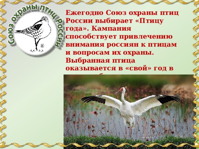 Ежегодно Союз охраны птиц России выбирает «Птицу года». Кампания способствует привлечению внимания россиян к птицам и вопросам их охраны. Выбранная птица оказывается в «свой» год в центре общего внимания. 