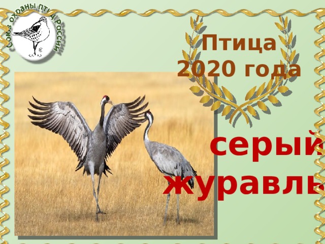 Птица 2020 года серый журавль 