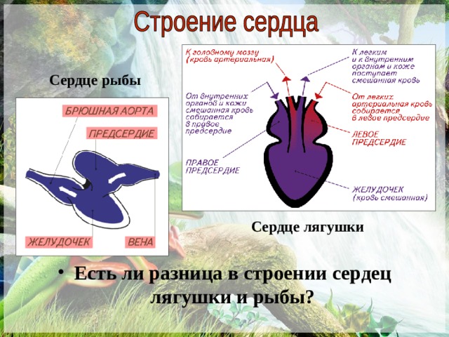 Сердце рыбы Два круга кровообращения и трехкамерное сердце. Из-за разного участия кожного дыхания соотношение в нем артериальной и венозной крови может меняться. Сердце лягушки Есть ли разница в строении сердец лягушки и рыбы?   