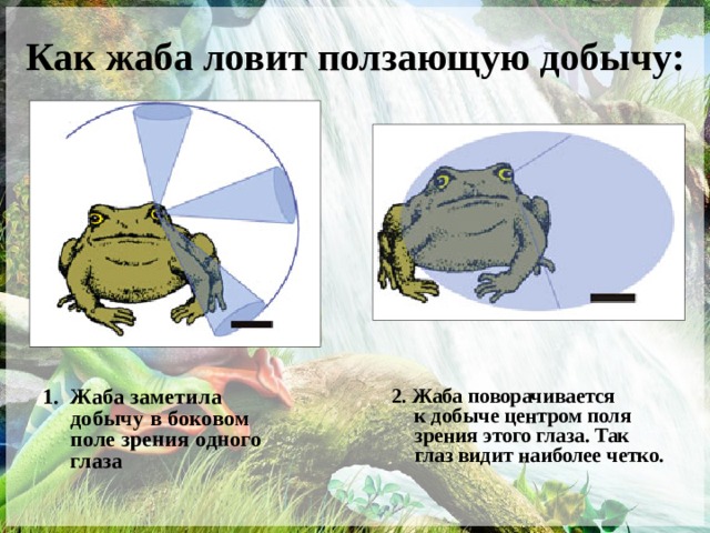 Как жаба ловит ползающую добычу: Жаба заметила добычу в боковом поле зрения одного глаза 2. Жаба поворачивается к добыче центром поля зрения этого глаза. Так глаз видит наиболее четко. 
