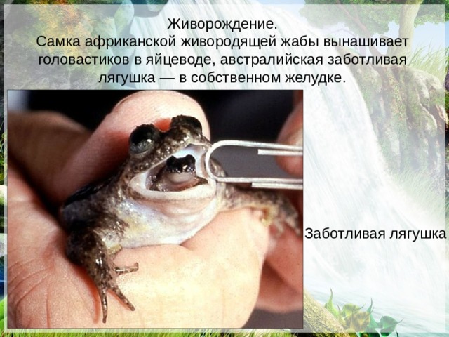 Живорождение. Самка африканской живородящей жабы вынашивает головастиков в яйцеводе, австралийская заботливая лягушка — в собственном желудке. Заботливая лягушка 