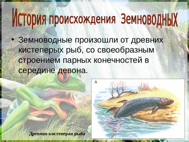 Земноводные произошли от древних кистеперых рыб, со своеобразным строением парных конечностей в середине девона. Древняя кистеперая рыба 