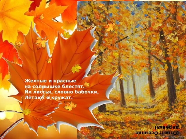 (Ответ: Осенние деревья) Желтые и красные на солнышке блестят. Их листья, словно бабочки, Летают и кружат.    