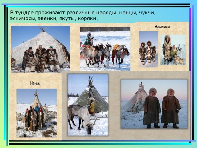 В тундре проживают различные народы: ненцы, чукчи, эскимосы, эвенки, якуты, коряки. 