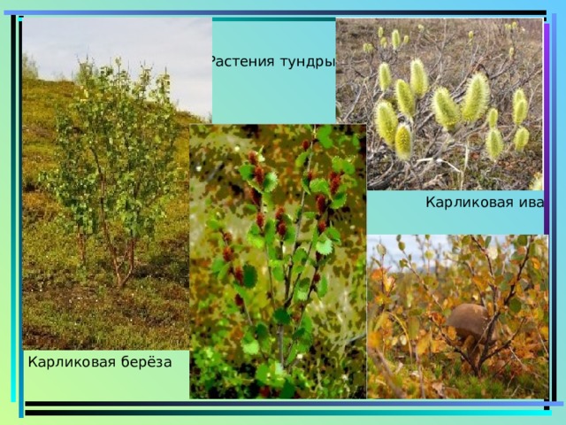 Растения тундры Карликовая ива Карликовая берёза 