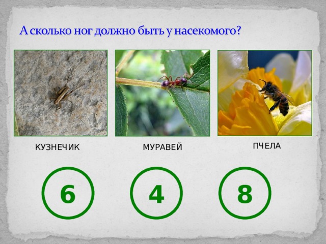 Тесты какие бывают животные 2 класс окружающий. Вопросы про Жуков. Вопросы про жука. Кузнечики муравьи пчелы 6 класс 8 вид презентация. Как доказать что паук не насекомое.