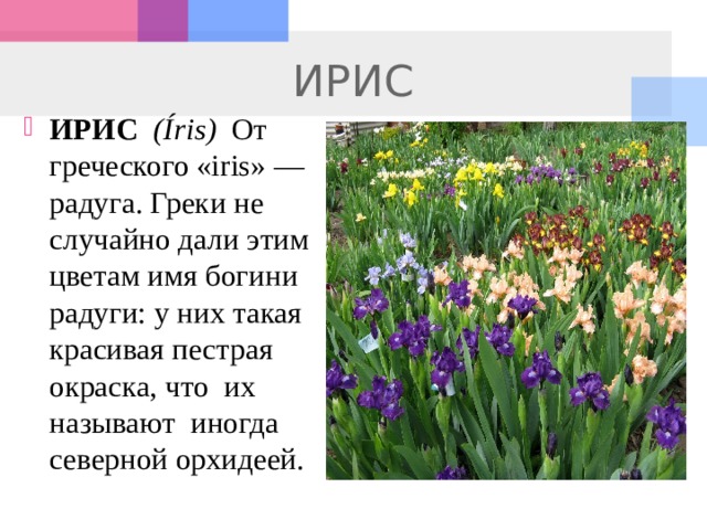 ИРИС ИРИС   (Íris)   От греческого «iris» — радуга. Греки не случайно дали этим цветам имя богини радуги: у них такая красивая пестрая окраска, что  их называют  иногда северной орхидеей. 