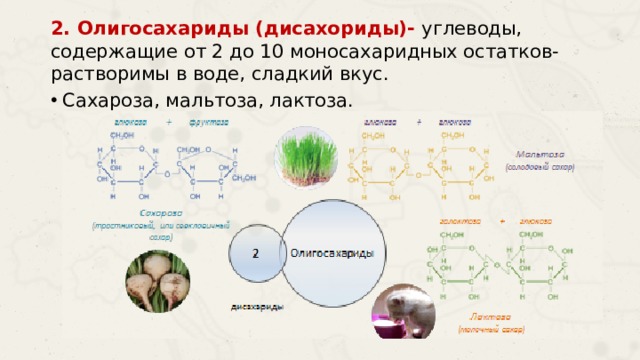 2. Олигосахариды (дисахориды)- углеводы, содержащие от 2 до 10 моносахаридных остатков-растворимы в воде, сладкий вкус. Сахароза, мальтоза, лактоза. 