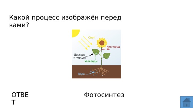 Какой процесс изображен. Какой процесс. Каковы последствия процесса изображённого на схеме в летний период. Какой процесс изображён на рисунке биология 6 класс. Какие процессы происходят в околоанодной области.