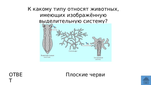 К какому классу относят животных имеющих изображенное на рисунке сердце